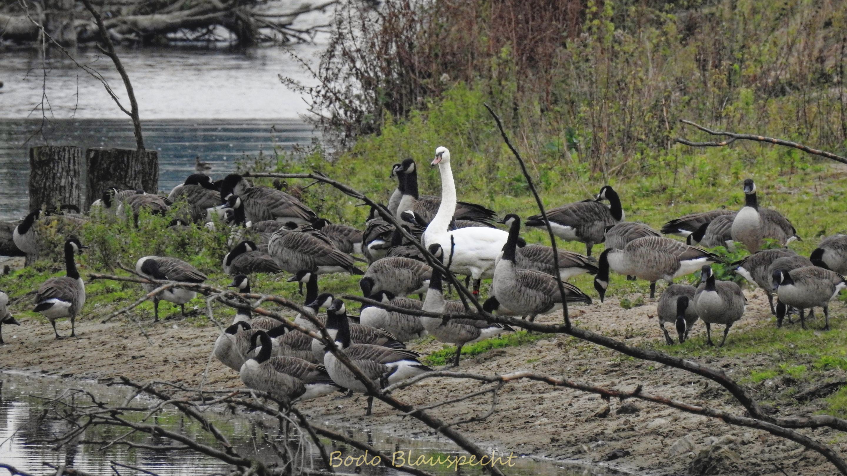 AviFauna   Steveraue   2016.10.07 12.31 02 HQ